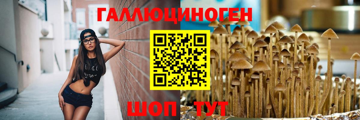 Тайшет  Галлюциногенные грибы Cubensis  Псилоцибиновые грибы Cubensis  Вход с VPN 